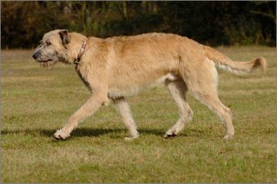 愛爾蘭獵狼犬怎麼選 索要安全保證書