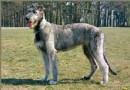 愛爾蘭獵狼犬哪裡賣 到正規的狗狗交易市場
