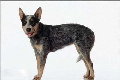 澳洲牧牛犬哪裡賣 不適合家庭寵物犬飼養