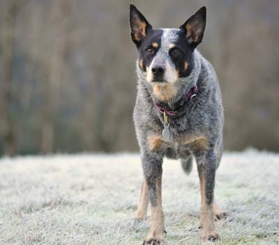 澳洲牧牛犬的價格  一個有多種特性的犬類