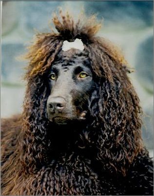 愛爾蘭水獵犬的價格 購買前了解狗狗情況