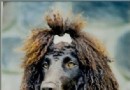 愛爾蘭水獵犬的價格 購買前了解狗狗情況