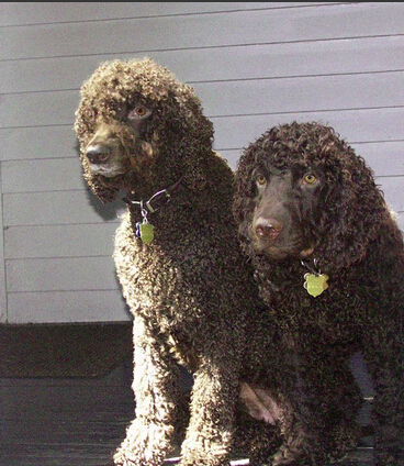 愛爾蘭水獵犬哪裡賣 健康有保障