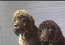 愛爾蘭水獵犬哪裡賣 健康有保障