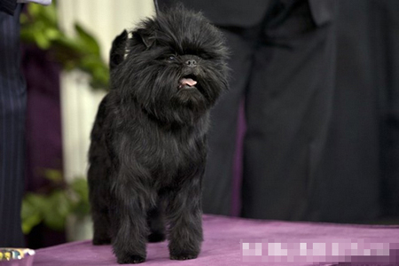 猴面犬的價格  猴面犬是愛情專一的犬