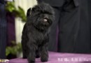 猴面犬的價格  猴面犬是愛情專一的犬