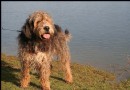 奧達獵犬怎麼選 幼犬的選購有方法