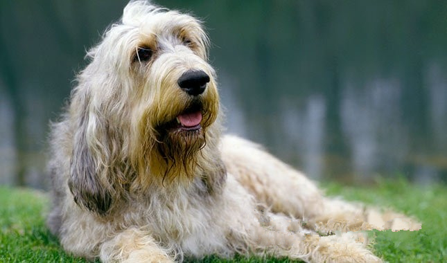 奧達獵犬哪裡賣 安全的途徑帶回家