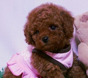   什麼狗狗適合家養 泰迪犬深得女孩的喜愛