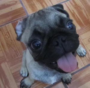 巴哥犬都有什麼顏色  比較單一的顏色是不是你喜歡的呢