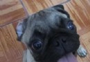 巴哥犬都有什麼顏色  比較單一的顏色是不是你喜歡的呢