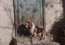 巴吉度犬會看家嗎   看家的本領後期需要訓練