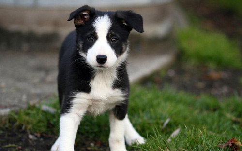 邊境牧羊犬幼犬價格 邊境牧羊犬好養嗎