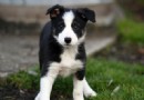 邊境牧羊犬幼犬價格 邊境牧羊犬好養嗎