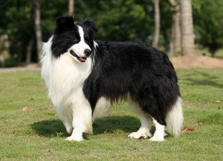 邊境牧羊犬怎麼選  從視聽嗅觸覺來判斷