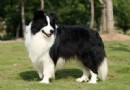 邊境牧羊犬怎麼選  從視聽嗅觸覺來判斷