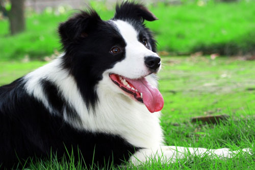 邊境牧羊犬好養嗎 世界上最聰名的犬