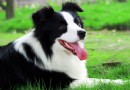 邊境牧羊犬好養嗎 世界上最聰名的犬