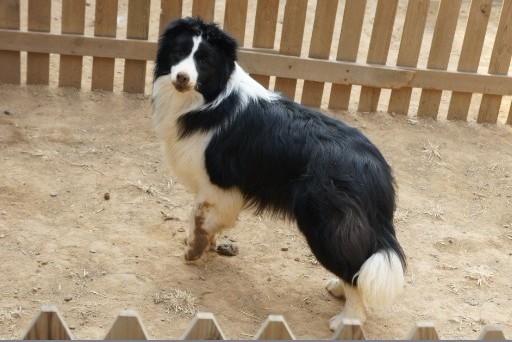 邊境牧羊犬是大型犬嗎  屬於中型犬