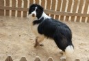 邊境牧羊犬是大型犬嗎  屬於中型犬
