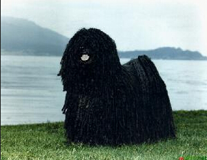   波利犬的價格 波利犬具備理性和智慧