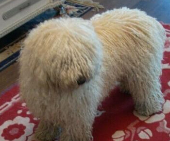 波利犬哪裡賣  可以在網站上搜索一下