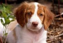 不列塔尼獵犬哪裡賣 黑色被毛屬於失格