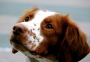 不列塔尼獵犬好養嗎 適合生活在城市裡
