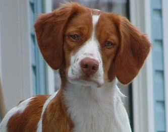 不列塔尼獵犬價格 有血統的價格更高