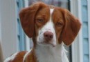 不列塔尼獵犬價格 有血統的價格更高