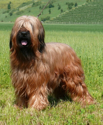 伯瑞犬有什麼缺點 不容易與別的犬相處