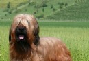 伯瑞犬有什麼缺點 不容易與別的犬相處