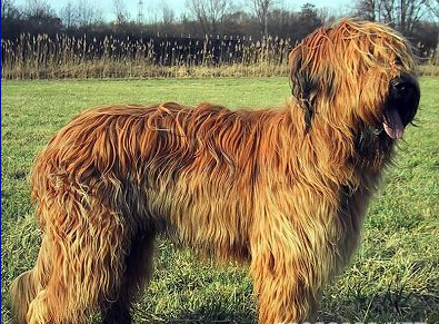 伯瑞犬掉毛嗎 伯瑞犬有雙層毛