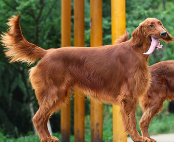 愛爾蘭雪達犬怎麼選 要留意它的骨骼是否勻稱