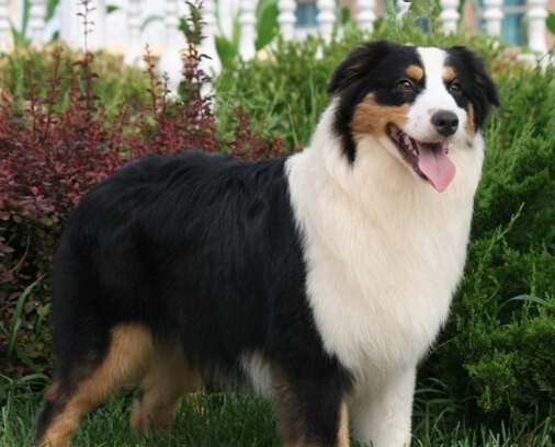 澳洲牧羊犬的價格 有血統的價格相對更高
