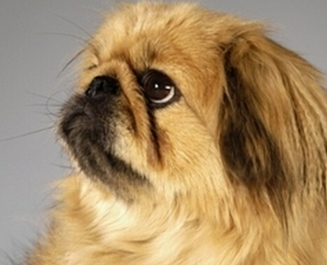 適合家養的寵物犬 針對自己的需求來購買