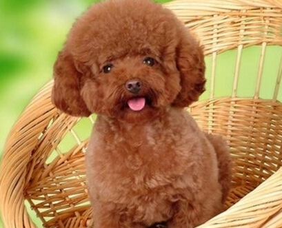 適合家養的小型寵物 易打理的小型犬