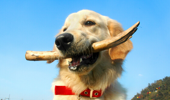 最適合家養的狗排名 好的伴侶犬相伴一生