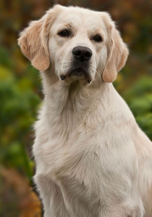 適合家養的犬種   根據自己的喜好來選擇