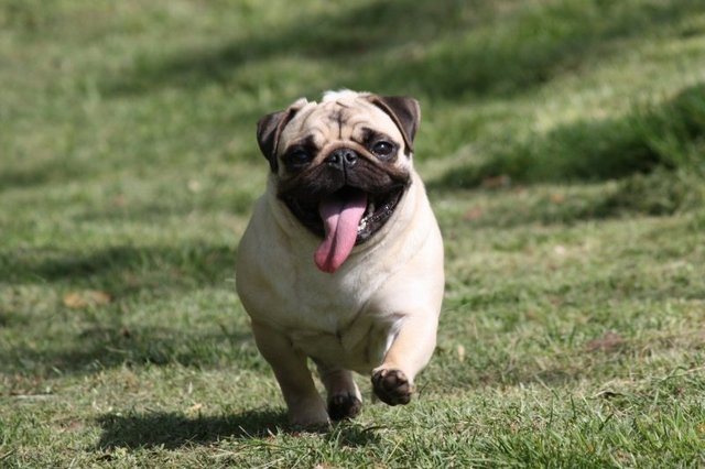 如何挑選巴哥犬 選擇一只適合自己的好狗