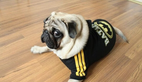 如何挑選巴哥犬 選擇一只適合自己的好狗