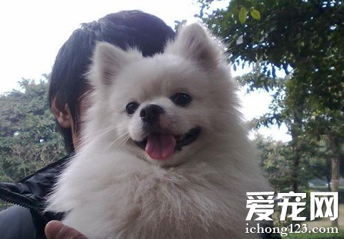 博美犬怎麼看純不純 教你用眼睛辨別