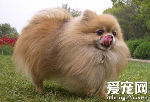 純種博美犬多少錢一只 選購的幾個關鍵
