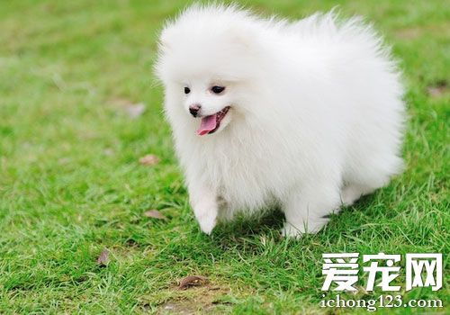 如何挑選博美犬 不要被狗販欺騙了