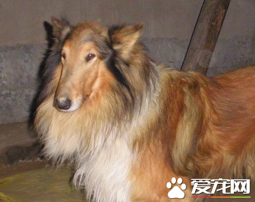 蘇格蘭牧羊犬抽搐 喘氣的時候肺部會伴有雜音