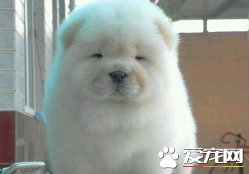 松獅犬皮膚病什麼症狀 嘴唇周圍皮膚發紅脫毛