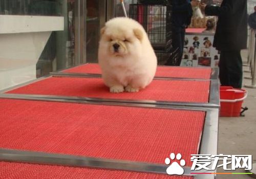 松獅犬皮膚病什麼症狀 嘴唇周圍皮膚發紅脫毛