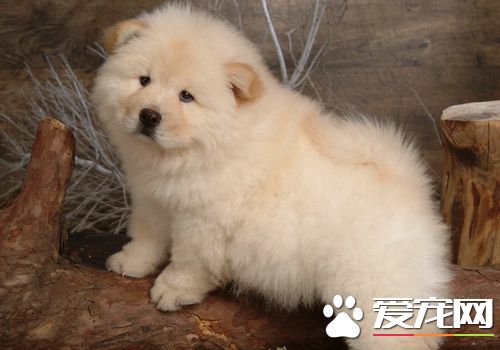 松獅犬皮膚病什麼症狀 嘴唇周圍皮膚發紅脫毛