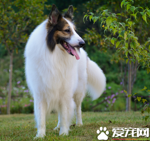 蘇格蘭牧羊犬腸胃如何 分為幾種不同的類型