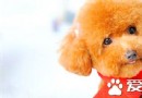 貴賓犬皮膚病怎麼治療 貴賓犬皮膚真菌治療方法